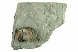 Curled Flexicalymene Trilobite - Indiana #270420-1